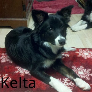 Meet Kelta, WHATADOG's new pack member