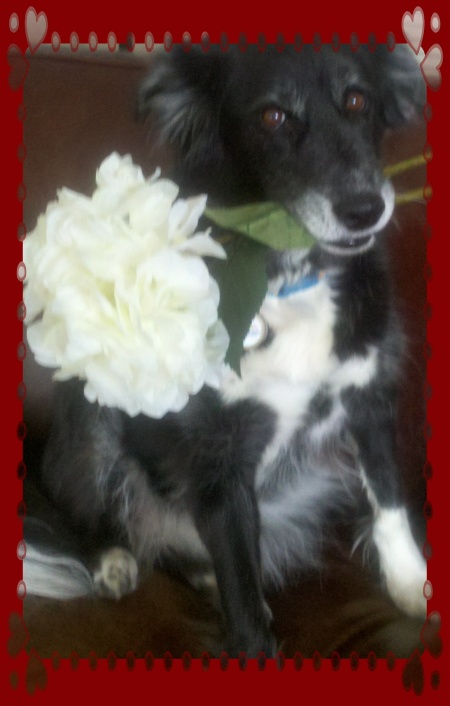 Flowers for Fido!  Make today sweet for a rescue dog!